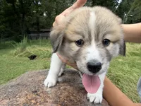 Puppy 3, a female Border Collie and Great Pyrenees for sale in Lexington, TN – 3 of 5