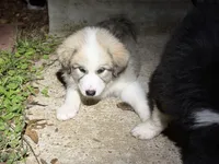 Puppy 9, a female Border Collie and Great Pyrenees for sale in Lexington, TN – 3 of 4