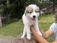 Avalon, a female Border Collie and Great Pyrenees for sale in Lexington, TN – 2 of 6