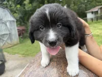 Puppy 4, a male Border Collie and Great Pyrenees for sale in Lexington, TN – 2 of 5