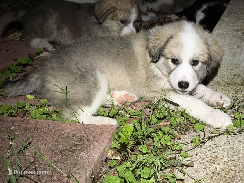 Puppy 9 – Border Collie, Great Pyrenees puppy for sale in Lexington, TN