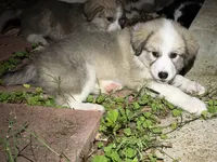 Puppy 9, a female Border Collie and Great Pyrenees for sale in Lexington, TN – 1 of 4