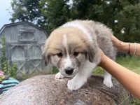Puppy 3, a female Border Collie and Great Pyrenees for sale in Lexington, TN – 5 of 5