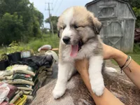 Puppy 8, a male Border Collie and Great Pyrenees for sale in Lexington, TN – 1 of 7