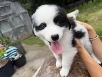Tonto , a male Border Collie and Great Pyrenees for sale in Lexington, TN – 2 of 4