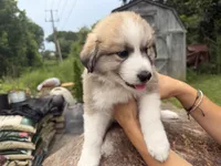 Puppy 8, a male Border Collie and Great Pyrenees for sale in Lexington, TN – 2 of 7
