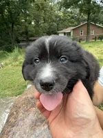 Puppy 4, a male Border Collie and Great Pyrenees for sale in Lexington, TN – 1 of 5