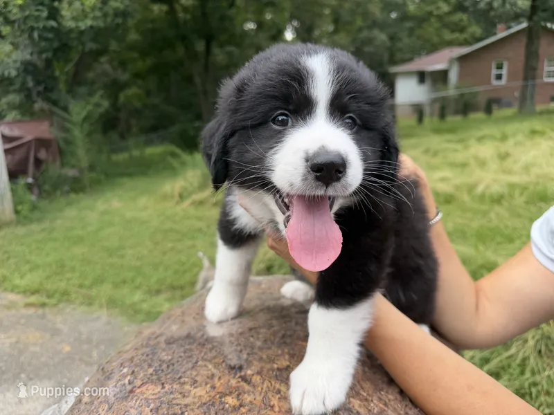 Julius  – Border Collie, Great Pyrenees puppy for sale in Lexington, TN