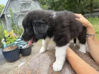 Puppy 6, a male Border Collie and Great Pyrenees for sale in Lexington, TN – 4 of 4
