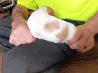 Boy #8, a male Brittany for sale in Mishawaka, IN – 4 of 4