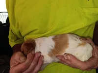 Boy #7, a male Brittany for sale in Mishawaka, IN – 4 of 4