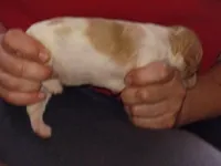 Boy #2, a male Brittany for sale in Mishawaka, IN – 3 of 4