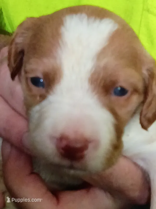 Boy #1 – Brittany puppy for sale in Mishawaka, IN