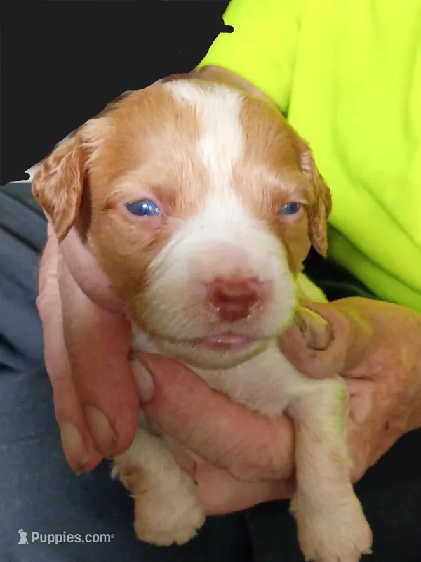 Boy #6 – Brittany puppy for sale in Mishawaka, IN