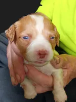 Boy #6, a male Brittany for sale in Mishawaka, IN – 1 of 4