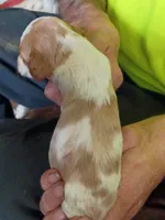Boy #2, a male Brittany for sale in Mishawaka, IN – 2 of 4