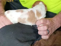Boy #9, a male Brittany for sale in Mishawaka, IN – 3 of 4