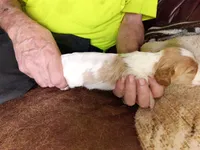 Boy #1, a male Brittany for sale in Mishawaka, IN – 4 of 4