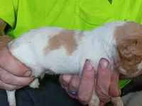 Boy #4, a male Brittany for sale in Mishawaka, IN – 3 of 4