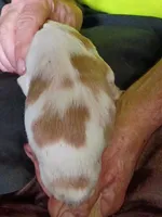 Boy #9, a male Brittany for sale in Mishawaka, IN – 2 of 4