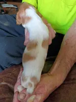 Boy #8, a male Brittany for sale in Mishawaka, IN – 2 of 4