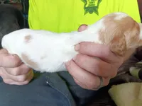 Boy #6, a male Brittany for sale in Mishawaka, IN – 3 of 4