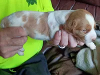 Girl #1, a female Brittany for sale in Mishawaka, IN – 3 of 4