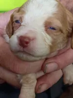 Boy #2, a male Brittany for sale in Mishawaka, IN – 1 of 4