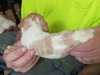 Boy #2, a male Brittany for sale in Mishawaka, IN – 4 of 4