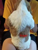 Angel, a male Brittany for sale in Mishawaka, IN – 2 of 2