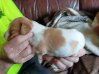 Girl #1, a female Brittany for sale in Mishawaka, IN – 4 of 4