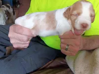 Girl #2, a female Brittany for sale in Mishawaka, IN – 3 of 4