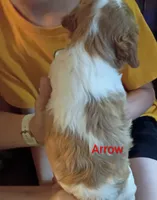 Arrow, a male Brittany for sale in Mishawaka, IN – 2 of 2