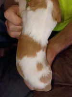 Girl #1, a female Brittany for sale in Mishawaka, IN – 2 of 4