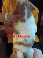 Miss Mousse, a female Brittany for sale in Mishawaka, IN – 2 of 2