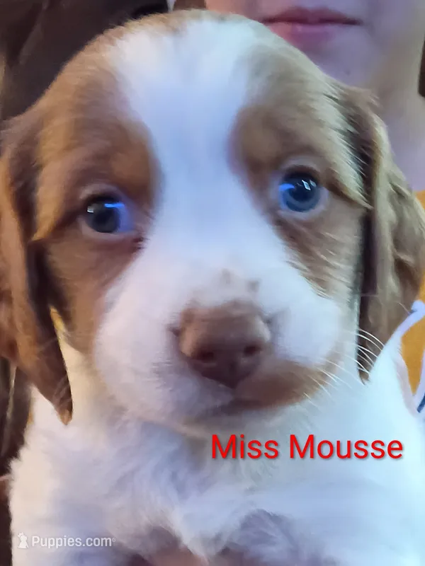 Miss Mousse – Brittany puppy for sale in Mishawaka, IN