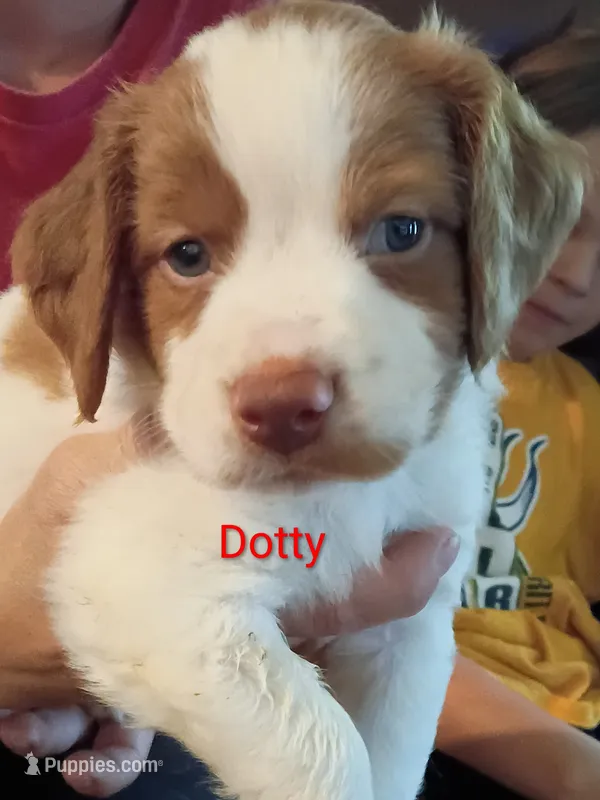 Dottie – Brittany puppy for sale in Mishawaka, IN