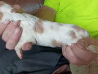 Boy #3, a male Brittany for sale in Mishawaka, IN – 4 of 4