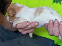 Boy #4, a male Brittany for sale in Mishawaka, IN – 4 of 4