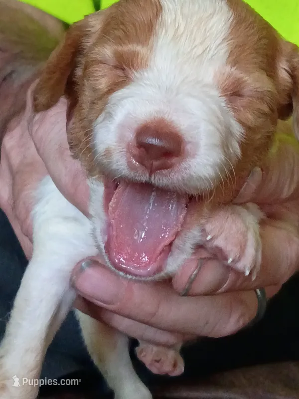 Boy #8 – Brittany puppy for sale in Mishawaka, IN