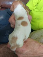 Girl #3, a female Brittany for sale in Mishawaka, IN – 2 of 4