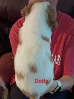 Dottie, a male Brittany for sale in Mishawaka, IN – 2 of 2