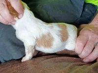 Boy #9, a male Brittany for sale in Mishawaka, IN – 4 of 4