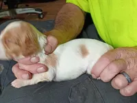 Boy #6, a male Brittany for sale in Mishawaka, IN – 4 of 4