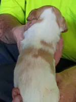 Boy #4, a male Brittany for sale in Mishawaka, IN – 2 of 4