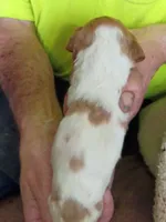Boy #3, a male Brittany for sale in Mishawaka, IN – 2 of 4
