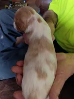 Girl #2, a female Brittany for sale in Mishawaka, IN – 2 of 4
