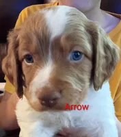 Arrow, a male Brittany for sale in Mishawaka, IN – 1 of 2