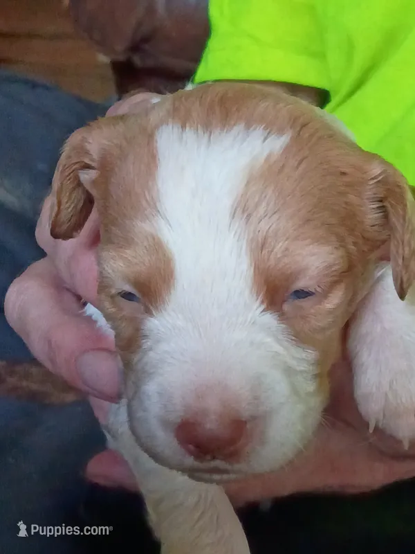 Girl #2 – Brittany puppy for sale in Mishawaka, IN
