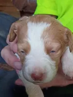 Girl #2, a female Brittany for sale in Mishawaka, IN – 1 of 4